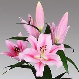 Audbhidhi Flower Bulbs |Oriental Lily Bulbs Imported Fragrance Flower Bulbs For Home Gardening100% Germination (Pack Of 2 Bulbs) Pink-image-12