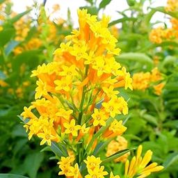 Gorgeous Glory Garden Live Wonderful Yellow Rat Ki Rani/Husnuhana Jasmine Night Blooming Flower Plant.It's Very Sweet Fragrance flower Plant With Pot-image-58