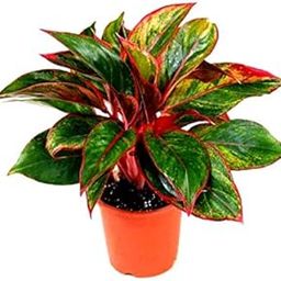 Mphmi Plants Aglaonema widuri Aglaonema Red Peacock Plant-image-32