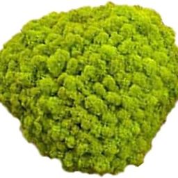 STYLEHEAVEN 25g Simulation Moss Balls Stone DIY Garden Plant Vase Decor Green|Home & Garden|Home D?©cor|Floral D?©cor-image-23