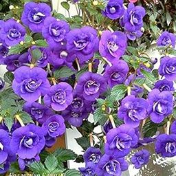 Radha Krishna Agriculture Blue Achimenes (Monkey Face Pansy) Charm Bulbs - 4 Achimenes Bulbs, Cupid's Bow Flower Bulbs - for Your Home Garden-image-1