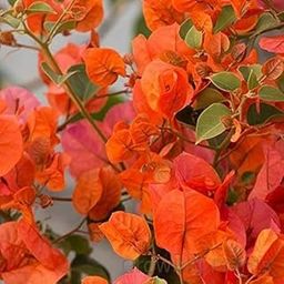 Growing Plants Rare Climbing Orange Bougainvillea Spectabilis Live Plant Double Flower Bougainvillea 1 Healthy Live Plant With Black Plastic Pot-image-84