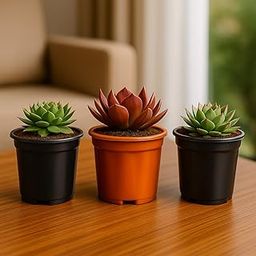 Live Succulent Plants COMBO'S (Combo Vaastu of Plants)-image-94