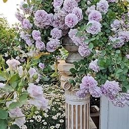 FloraPlax Baby Blue Rose Vine Live चढ़ाई गुलाब Climbing English Veriety Plant Creeper of May Queen (Rosa May Queen) Rose Baby Blue Color Flower For Home Garden and Office-image-44