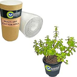Absorbent Cotton Wool Roll 500gm used for makeup remover face cleansing multipurpose use and Sushila Agrofert's Jade Plant with Pot Good Luck Ornamental Indoor Feng Shui Plant-44