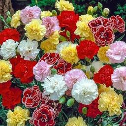 Carnation Flower Plants Live for Home Gardening Pack of 50 Seeds By Zabbus-image-25