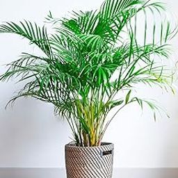 Greenworld Areca Palm Tree Live plant best indoor air purifying plant include pot-image-27