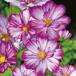 M-Tech Gardens Rare Cosmos " Sweet Kisses " Exotic 30 Seeds for Growing-image-88