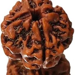 4 Face Rudraksha Original Certified Small Natural चार मुखी रुद्राक्ष ओरिजनल Rudraksha 4 Mukhi Nepal Char Mukhi Rudraksha Nepali AAA Rated with Pendant Or Laal Dori for Men & Women by IRIS GEMS-39