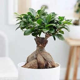 Ripee Ficus Ginseng Bonsai Plant with Thick Trunk, Live Indoor Decorative Plant-image-95
