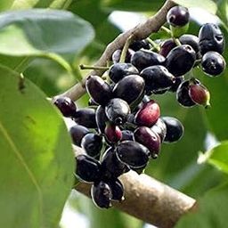 Creative Farmer Fruit Live Plant Gardens Hybrid Rare Syzygium Cumini Java Plum/Black Plum Seedless New Variety Njaval Container (Jambolan/Java Plum/Jamun) Exotic Plants (1 Live Fruit Plant)-picture-32