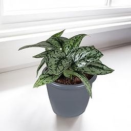 THE LILY FACTORY Scindapsus Money Silver Hermes for Indoor Dcor and Clean Air (Grey)-image-31
