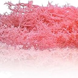 Aadya Crafts Preserved Reindeer Moss 20 Grams or 0.70oz Light Pink Coloured with Natural Pigments JIM206 for Potted Plants, Weddings, Festivals, Gardens, Fences, Floral Honors, Models-picture-10