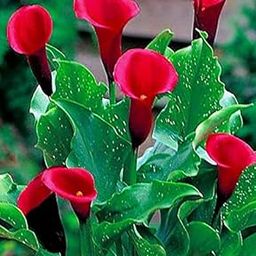 Fernsfly Imp. Calla Lily | Zantedeschia Attractive Flower Bulbs Home Outdoor Flowering Gardening Bulbs Blooming Planting (Pack Of 2 California Red Calla Lily).-image-20