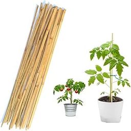 Garden Plants Support bamboo Sticks for Stabilising Plants in the Garden Trellis Bamboo 3 Ft Natural Outdoor Indore Bamboo Sticks (Pack Of 16)-image-26