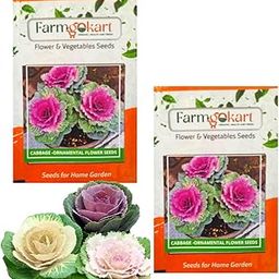 Farmgokart Pack Of 2 Packets Of CABBAGE - ORNAMENTAL -Flower Seeds|Easy To Grow| Best Suitable For Terrace And Home Gardening| Quality Flower Seeds Pouch-image-0