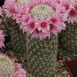 Mammillaria Pectinifera Live Cactus Plant, (Mammillaria elongata) Miniature Succulent, Yellow Flowers, Indoor/Outdoor Pack of1 No Pot-image-84