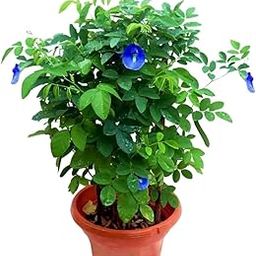 The Green Beach Live Blue Aprajita Plant Butterfly Aprajita flower Asian pigeonwings Clitoria ternatea butterfly pea flower plant with pot-image-72