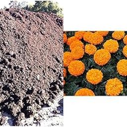 Creative Farmer Natural Fertilizer Cow Dung for Herbs Dried Powder (500 Gram) & Creative Farmer African Marigold Flower Seeds (Pack of 100 Seeds)-picture-18