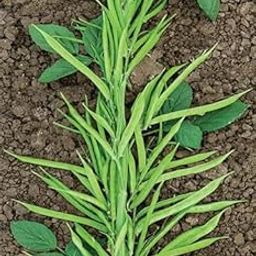 Golden Hills Farm® (AVG 100-1000) seeds Cluster Beans Organic F1 Hybrid Seeds-image-34