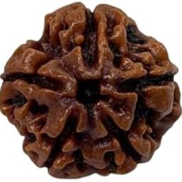 Gemstone Gallery Religious 5 Mukhi Rudraksha Original Certified Panchmukhi Rudraksh 5 Face Rudrakshas with Blessings Lord Shiva for Men & Women-25