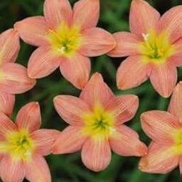 URBAN GARDENS® Rain Lily Crimson Sunset Imported-image-7
