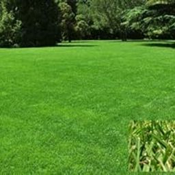 SEMER Grama Seda Lawn Grass Seeds 3 Pkt (each pkt contained 40 gram) Suitable For Lawn, Garden, backyard gardening, green House. Indor Garden. (Naturaly Grow)-image-51