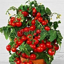 Sellify Details About 200+ Bonsai Suitable Tomato Seeds Mini Cherry Potted Sweet Fruit Vegetable Organic Fresh Home And Garden Bonsai Suitable Seeds-image-34