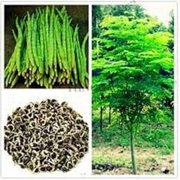 Golden Hills Farm MORINGA Drumstick Seeds- PKM-1 50 seeds-image-76