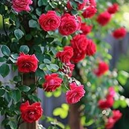 Climbing rose imported flower seeds for Home and Gardening pack of 100 seeds (RED PINK)-image-41