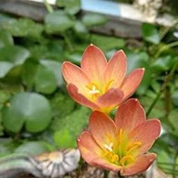 Urban Gardens Rain lily Orange( Paul Niemi) , Pack of 2 Bulbs-image-2