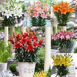 ANDHAGNAI Asiatic Lily Lilum Imported Flower Bulbs For Home, Balcony Or Terrace Gardening In Pack Of 5 Bulb-image-105
