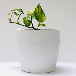 Samvi Green Money Plant in a premium potting mix – lush greenery for your living room or office-image-8