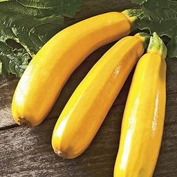M-Tech Gardens Rare Hybrid Zucchini " Golden Dawn " Exotic 10 Vegetable Seeds for Growing-image-14