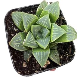 STUDIO SEED Live Plants Indoor | succulent plants live | Haworthia Retusa Live Plant-image-40
