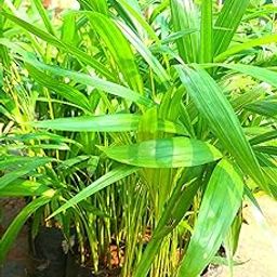 Indoor plants for home decor big size,Areca palm (Pack of 1)-image-52