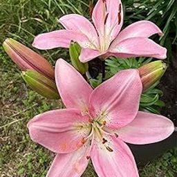 Holland Imported Pink Color Asiatic Lily Flower Bulbs For Gardening (Pack Of 1 Bulbs)-image-75
