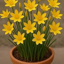 Plantogallery Flower Bulbs For Summer Season Rain Lily - Pack Of 3 Bulbs (Yellow)-picture-14