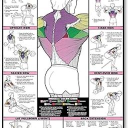 Tamatina Gym Posters | Workout Posters | Motivational Posters |Posters for Gym Wall | Gym Posters Size – 18 inches x 12 inches (45 cms x 30 cms) Exercise Posters - GP11-image-1