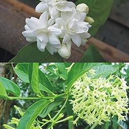 Green Paradise® Arabian Jasmine Mogra and Ratrani Nigh Queen Live Plant(set of 2 Plants 1 of Each)-image-47