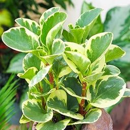 Anuraj farms Peperomia Obtusifolia Variegata Plant Baby rubber plant, Peperomia Plant Indoor For Table Top Plants Bedroom,Study roomlive plant with pot (white)-image-66
