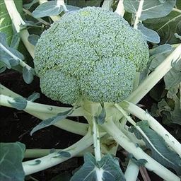 VIBEX™ XXL-305-Broccoli Natalino Improved Organic seeds-image-5