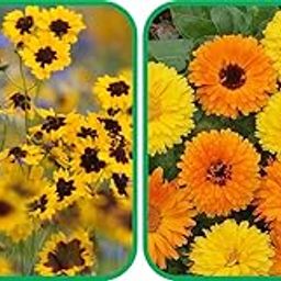 Agnico Calendula Mix Color (50 Seed) And Calliopsis (Tinctoria) Mix Color (50 Seed) Flower Seeds Pack.-image-94