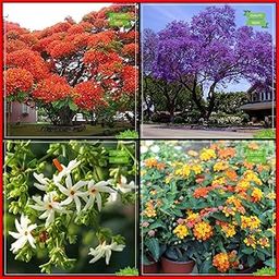 Creative Farmer Garden Seeds Combo Tree Seeds : Blue Jacaranda, Gulmohar, Har Singar, Tickberry Tree Seeds Kitchen Garden Pack-image-4