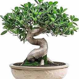 China Bot Green Plant for Home (Pack of 1)-image-6