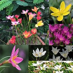 Rain Lily Flower Bulbs Combo, Pack of 20 Bulbs By Zabbus-image-8