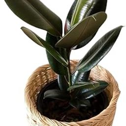The Green Beach Live Rubber Plant Indoor Live Plant Big Size With Black Plastic Pot-image-90