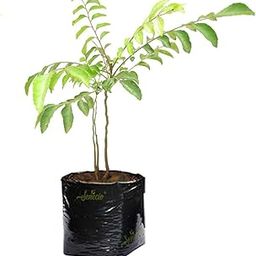 SENECIO� Sweet Neem Curry Leaves Live Plant, Curry Leaf, Curry Patta Plant, Aromatic Flavored Leaves For Kitchen Garden-picture-26