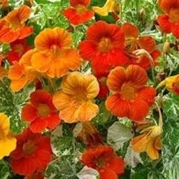 Nasturtium Alaska Mix Colour Flower Seeds (pack of 30) – Multi-Coloured Blooms, Perfect for Home Garden & Balcony – Annual Flowering Plant Seeds-image-41