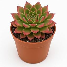 Vishnu Laxmi Kamal Live Succulent Plant, Indoor Air Purifying Plant with Pot, Home and Office Decor-picture-20